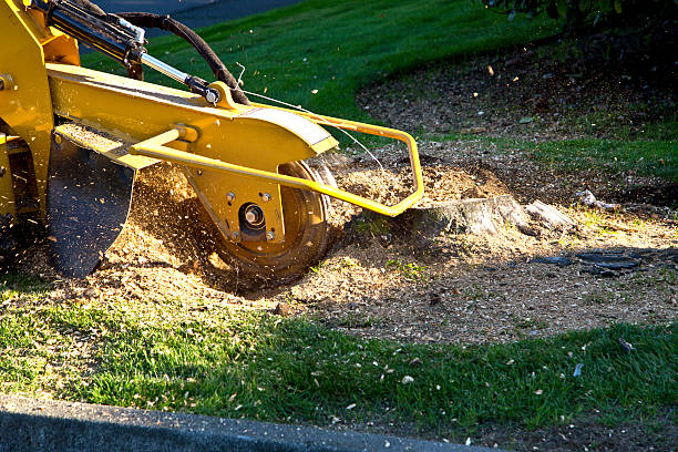 Best Grass Overseeding  in Waipio, HI